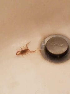 Scorpion Pest Control In Mesa Az Convenient Termite Pest
